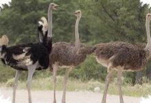 5 Burung Penimbun Makanan yang Paling Mengejutkan, Ada yang Menyimpan Ratusan Ribu Butir