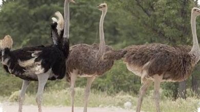5 Burung Penimbun Makanan yang Paling Mengejutkan, Ada yang Menyimpan Ratusan Ribu Butir