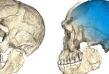 Jejak Kawin Silang Manusia Tertua Terungkap, Anak 5 Tahun Ini Punya Ciri Neanderthal dan Homo sapiens