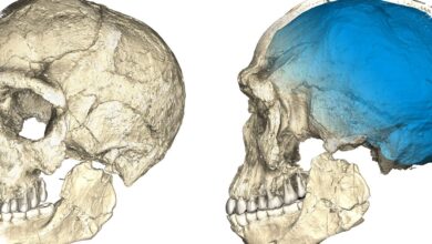 Jejak Kawin Silang Manusia Tertua Terungkap, Anak 5 Tahun Ini Punya Ciri Neanderthal dan Homo sapiens
