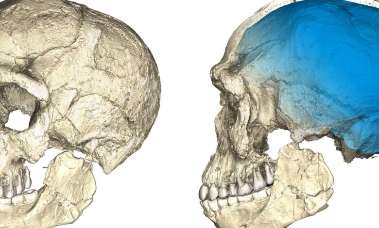 Jejak Kawin Silang Manusia Tertua Terungkap, Anak 5 Tahun Ini Punya Ciri Neanderthal dan Homo sapiens