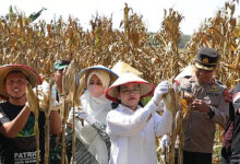 Ansor Semarang Panen Jagung Kedua di Lahan Sewa, Ketahanan Pangan Kota Makin Kuat
