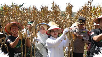 Ansor Semarang Panen Jagung Kedua di Lahan Sewa, Ketahanan Pangan Kota Makin Kuat