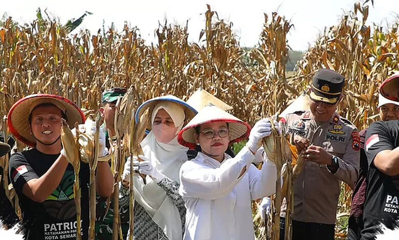 Ansor Semarang Panen Jagung Kedua di Lahan Sewa, Ketahanan Pangan Kota Makin Kuat