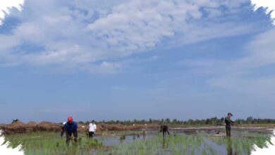 Merauke Terima Rp 1,33 Triliun, Papua Selatan Didorong Jadi Lumbung Pangan Timur