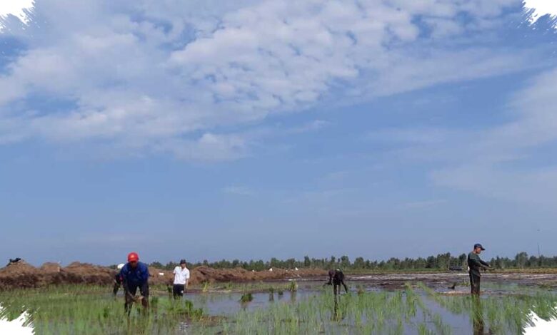 Merauke Terima Rp 1,33 Triliun, Papua Selatan Didorong Jadi Lumbung Pangan Timur