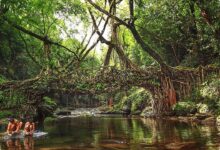 Jembatan Akar Hidup di Meghalaya, Struktur 180 Tahun yang Makin Kuat Seiring Waktu