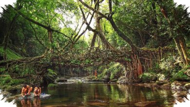 Jembatan Akar Hidup di Meghalaya, Struktur 180 Tahun yang Makin Kuat Seiring Waktu