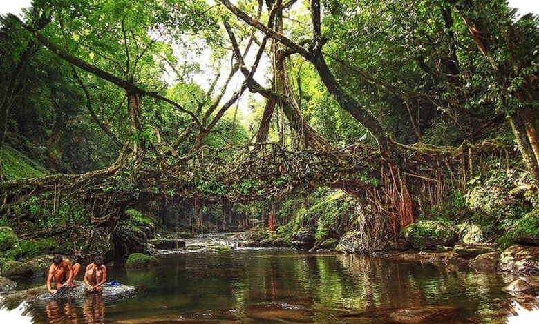 Jembatan Akar Hidup di Meghalaya, Struktur 180 Tahun yang Makin Kuat Seiring Waktu