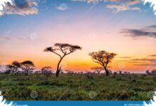 6 Prompt Gemini AI untuk Foto Savana yang Dramatis, Hasilnya Tetap Natural