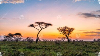 6 Prompt Gemini AI untuk Foto Savana yang Dramatis, Hasilnya Tetap Natural