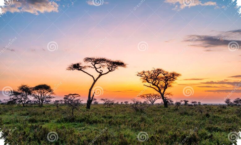6 Prompt Gemini AI untuk Foto Savana yang Dramatis, Hasilnya Tetap Natural