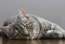 Susu Ternyata Bisa Jadi Masalah, Ini Alasan Kucing Dewasa Tak Lagi Tahan