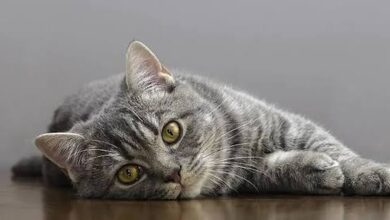 Susu Ternyata Bisa Jadi Masalah, Ini Alasan Kucing Dewasa Tak Lagi Tahan