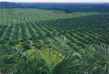 Agrinas Palma Buka 20.000 Lowongan, Sawit Sitaan Negara Jadi Mesin Kerja Baru