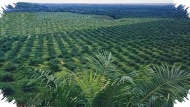 Agrinas Palma Buka 20.000 Lowongan, Sawit Sitaan Negara Jadi Mesin Kerja Baru