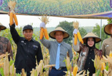 Ponorogo Unggul Lewat Benih Hibrida, Produktivitas Jagung Naik Tanpa Perlu Lahan Baru