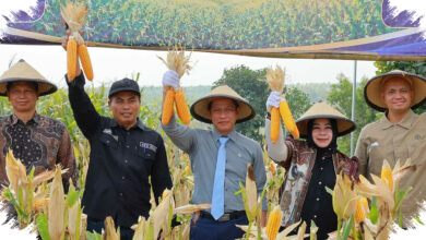 Ponorogo Unggul Lewat Benih Hibrida, Produktivitas Jagung Naik Tanpa Perlu Lahan Baru