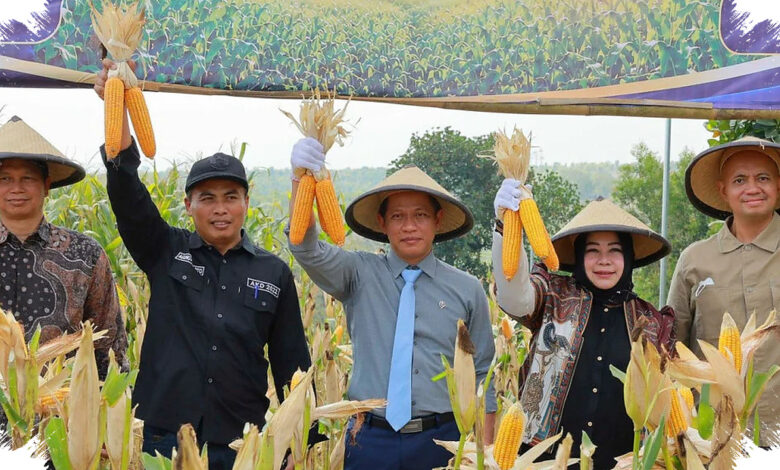 Ponorogo Unggul Lewat Benih Hibrida, Produktivitas Jagung Naik Tanpa Perlu Lahan Baru