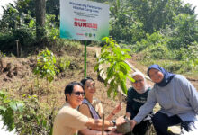 600 Pohon Rasamala Ditanam di Gunung Salak, Upaya Baru Restorasi Hutan Elang Jawa