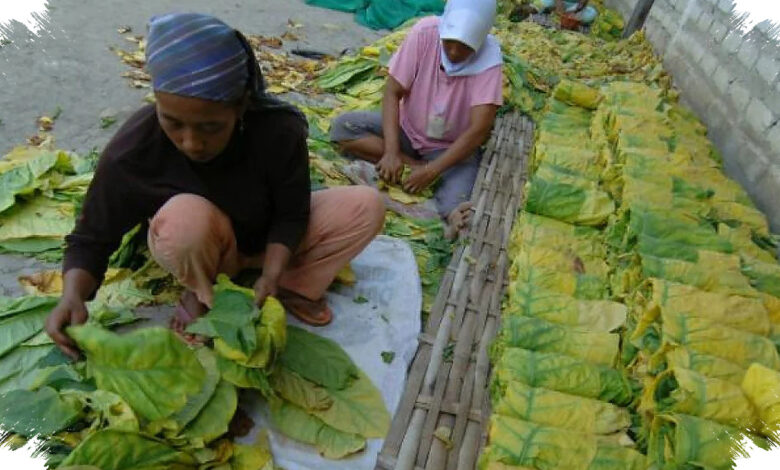 Penyeragaman Kemasan Rokok Diprotes, Petani Tembakau Takut IHT Makin Tertekan