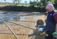 Swadaya BPP Surade Dorong PM-AAS, Demplot Padi Ini Jadi Ujian Awal Produksi