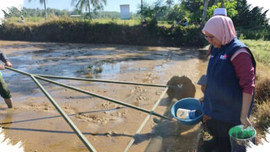 Swadaya BPP Surade Dorong PM-AAS, Demplot Padi Ini Jadi Ujian Awal Produksi