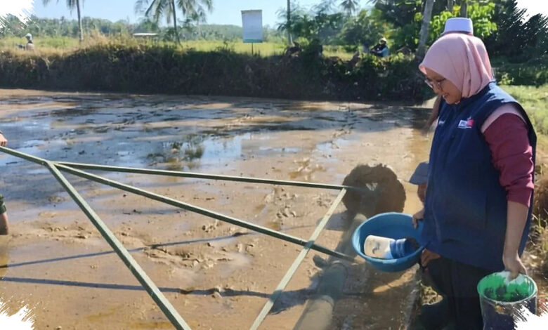 Swadaya BPP Surade Dorong PM-AAS, Demplot Padi Ini Jadi Ujian Awal Produksi