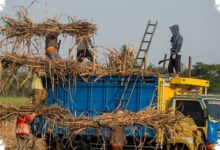 5 Pilar yang Didorong PTPN I untuk Mempercepat Transformasi BUMN Perkebunan