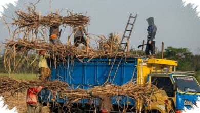 5 Pilar yang Didorong PTPN I untuk Mempercepat Transformasi BUMN Perkebunan