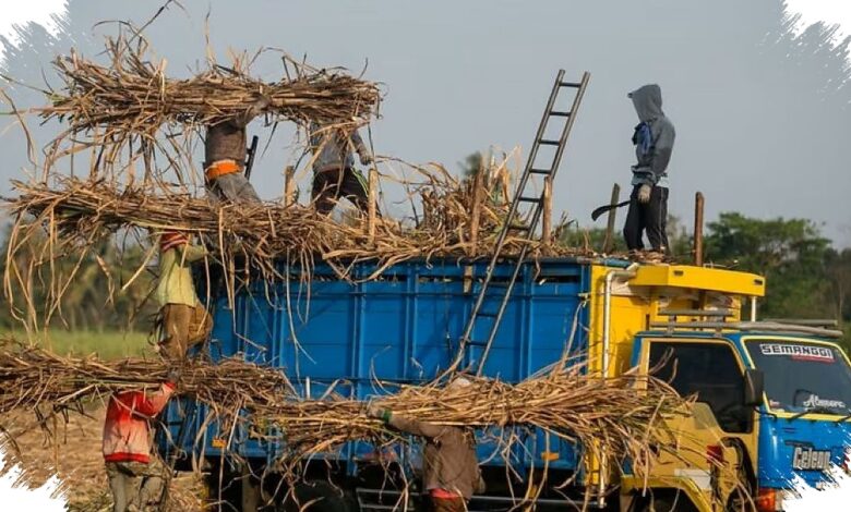 5 Pilar yang Didorong PTPN I untuk Mempercepat Transformasi BUMN Perkebunan