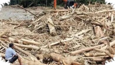 Penebangan Hutan Mempercepat Banjir, Risiko Melonjak Tajam di Wilayah Pegunungan Ini