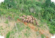 Koridor Gajah Lampung Terputus, Pakar UGM Ingatkan Akar Konflik yang Lebih Dalam