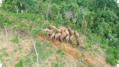 Koridor Gajah Lampung Terputus, Pakar UGM Ingatkan Akar Konflik yang Lebih Dalam