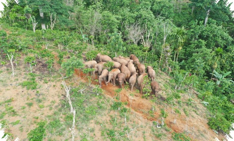Koridor Gajah Lampung Terputus, Pakar UGM Ingatkan Akar Konflik yang Lebih Dalam