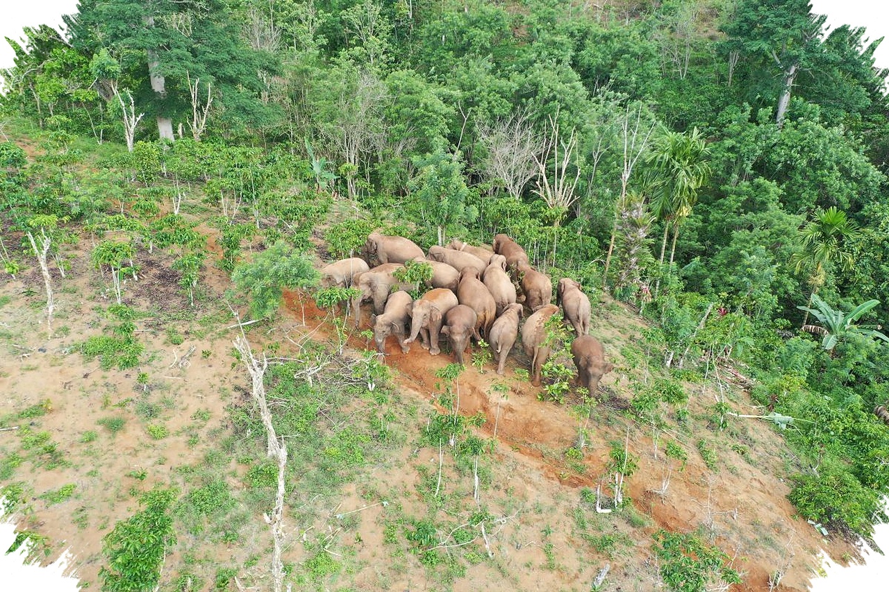 Koridor Gajah Lampung Terputus, Pakar UGM Ingatkan Akar Konflik yang Lebih Dalam