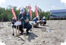 500 Mangrove Ditanam di Belitung, Honda Babel Kirim Pesan Kuat Lawan Abrasi