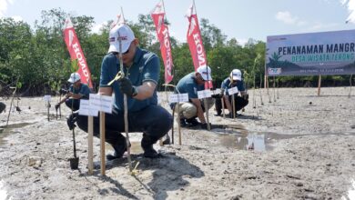 500 Mangrove Ditanam di Belitung, Honda Babel Kirim Pesan Kuat Lawan Abrasi