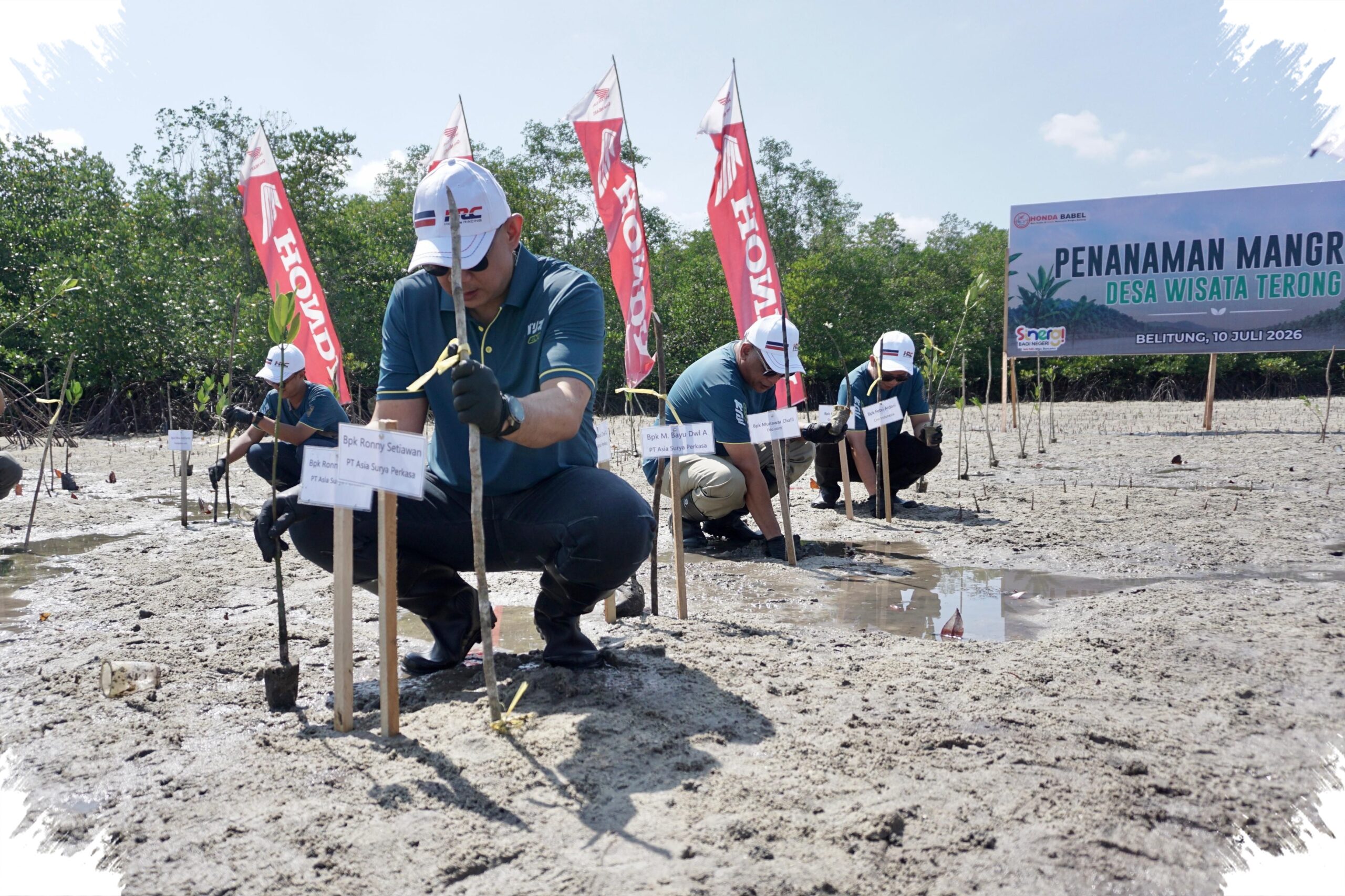 500 Mangrove Ditanam di Belitung, Honda Babel Kirim Pesan Kuat Lawan Abrasi