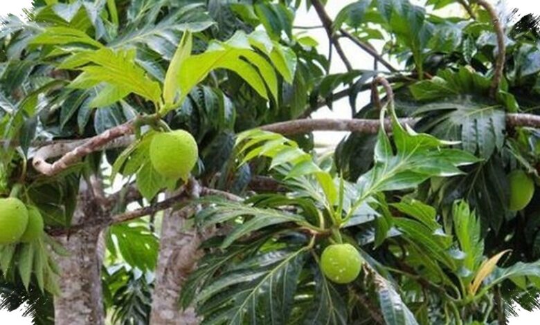 Sukun Dinilai Punya Gizi Tinggi dan Tahan Iklim, Begini Peluang Besarnya