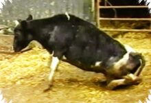 LPS Ternyata Bisa Picu Kerusakan Mirip Penyakit Sapi Gila, Temuan Ini Mengubah Banyak Hal