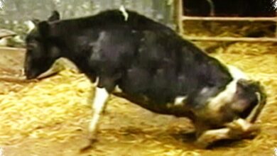 LPS Ternyata Bisa Picu Kerusakan Mirip Penyakit Sapi Gila, Temuan Ini Mengubah Banyak Hal