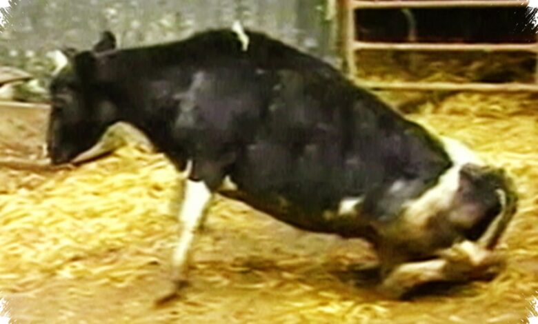 LPS Ternyata Bisa Picu Kerusakan Mirip Penyakit Sapi Gila, Temuan Ini Mengubah Banyak Hal