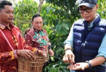 Pupuk Hayati Cair Lampung Dorong Kopi Berbuah Lebih Cepat, Ini Hasil Ujinya