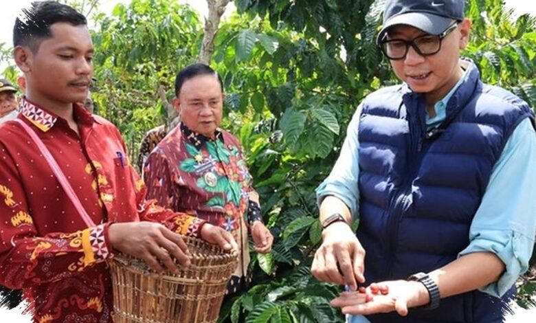 Pupuk Hayati Cair Lampung Dorong Kopi Berbuah Lebih Cepat, Ini Hasil Ujinya