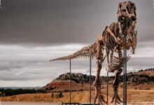Lelang Fosil T. Rex Gus Bidik Rp 544 Miliar, Kolektor dan Ilmuwan Sama-Sama Mengincar