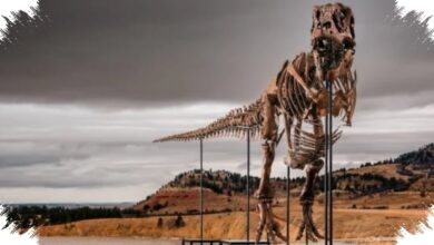 Lelang Fosil T. Rex Gus Bidik Rp 544 Miliar, Kolektor dan Ilmuwan Sama-Sama Mengincar