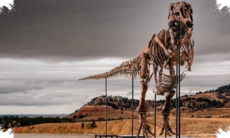 Lelang Fosil T. Rex Gus Bidik Rp 544 Miliar, Kolektor dan Ilmuwan Sama-Sama Mengincar