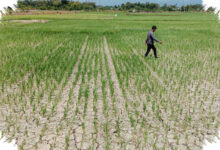 Puluhan Hektare Sawah di Pidie Mengering, Petani Waswas Puso Makin Dekat