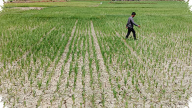 Puluhan Hektare Sawah di Pidie Mengering, Petani Waswas Puso Makin Dekat